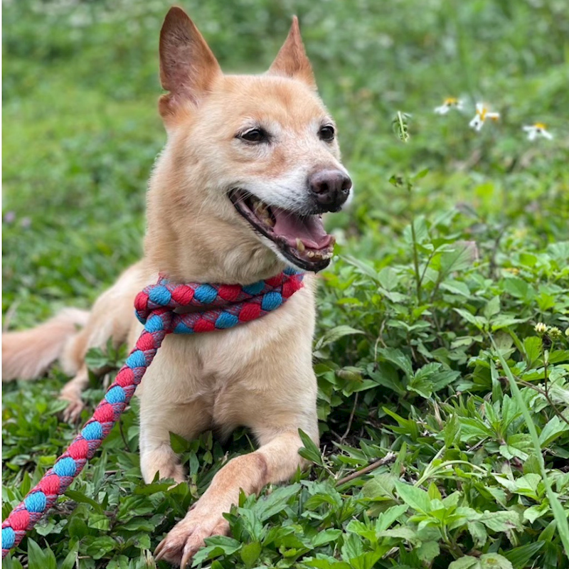 基隆市寵物銀行,編號:28271, 混種犬          