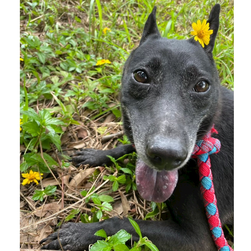 基隆市寵物銀行,編號:313229, 混種犬          