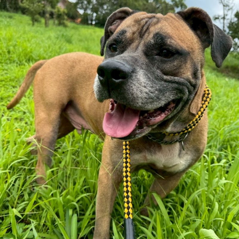 基隆市寵物銀行,編號:408448, 比特犬