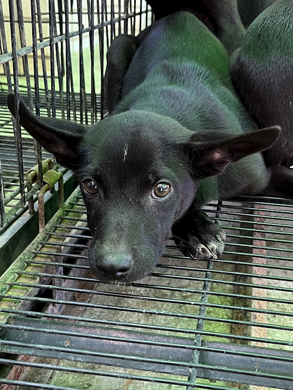 彰化縣流浪狗中途之家,編號:449033, 混種犬          