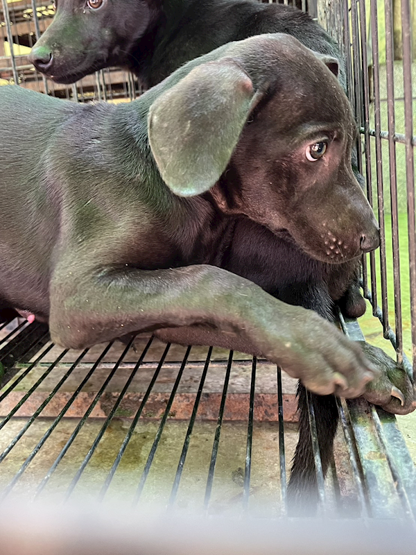 彰化縣流浪狗中途之家,編號:449032, 混種犬          