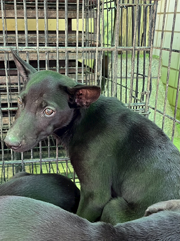 彰化縣流浪狗中途之家,編號:449031, 混種犬          