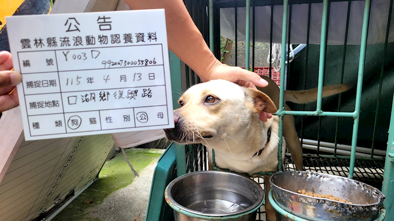 雲林縣流浪動物收容所,編號:449030, 混種犬          