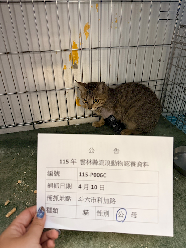 雲林縣流浪動物收容所,編號:449029, 混種貓                 