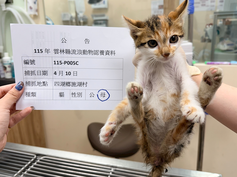 雲林縣流浪動物收容所,編號:449028, 混種貓                 