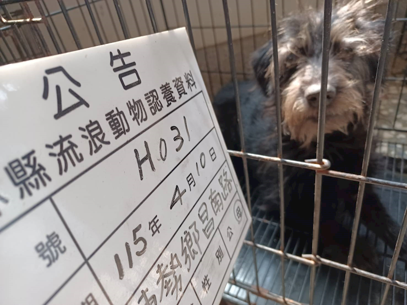 雲林縣流浪動物收容所,編號:449027, 混種犬          