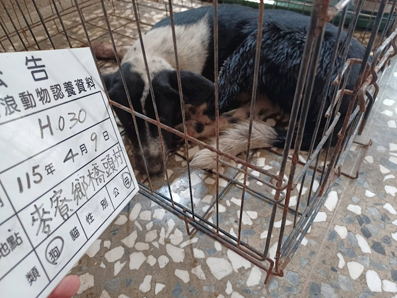 雲林縣流浪動物收容所,編號:449026, 混種犬          