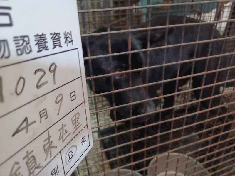 雲林縣流浪動物收容所,編號:449024, 混種犬          