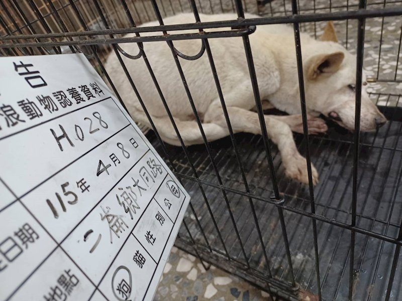 雲林縣流浪動物收容所,編號:449023, 混種犬          