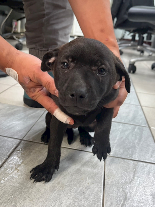 彰化縣流浪狗中途之家,編號:448609, 混種犬          