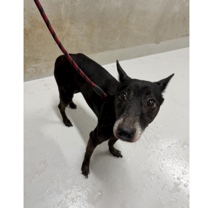 基隆市寵物銀行,編號:444230, 混種犬          