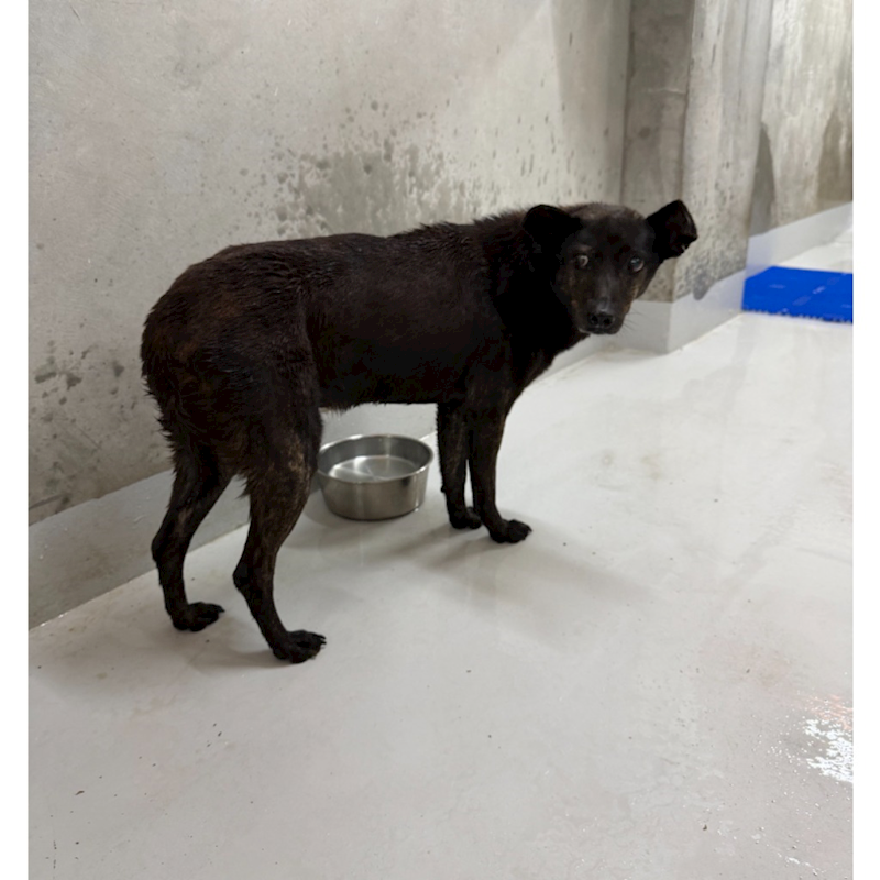 基隆市寵物銀行,編號:447724, 混種犬          