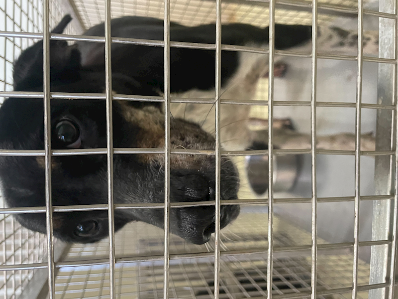 嘉義市動物保護教育園區,編號:430709, 混種犬          