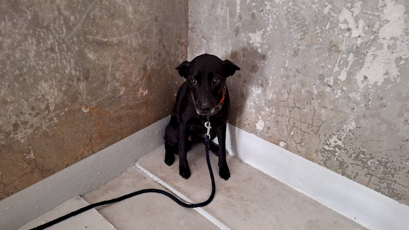 基隆市寵物銀行,編號:410264, 混種犬          