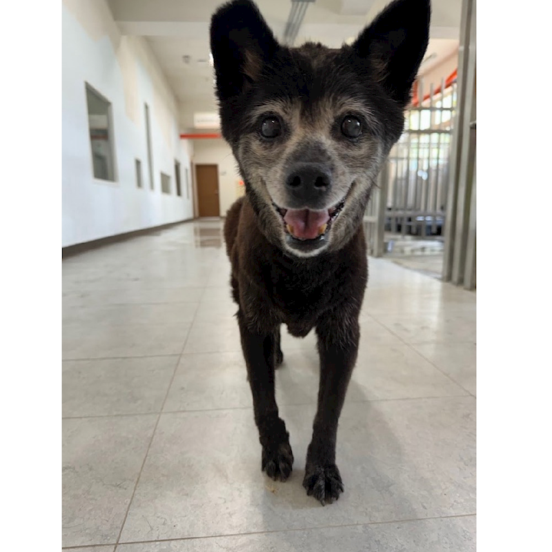 基隆市寵物銀行,編號:402435, 混種犬          