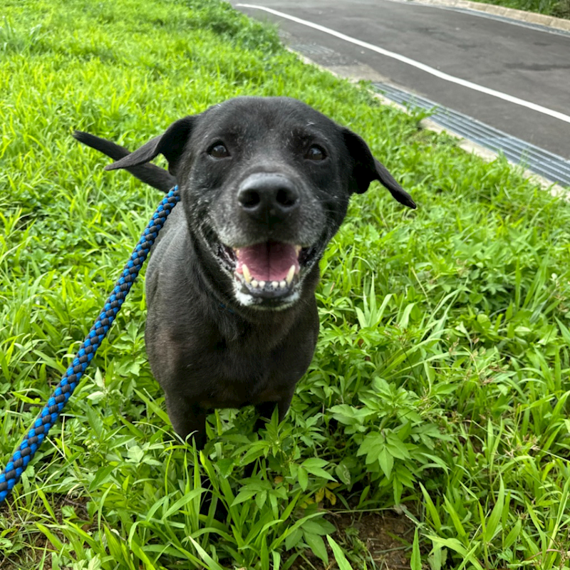基隆市寵物銀行,編號:398310, 混種犬          
