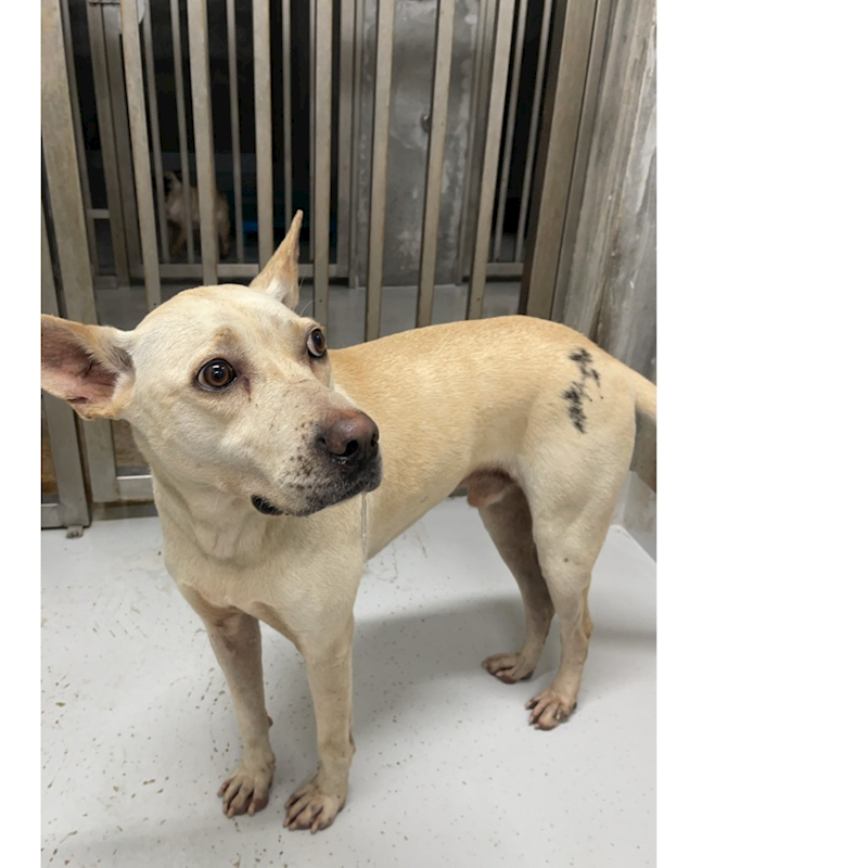 基隆市寵物銀行,編號:440135, 混種犬          