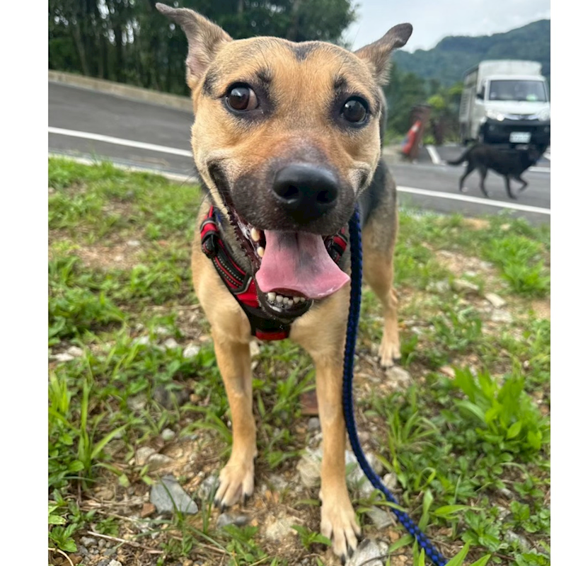 基隆市寵物銀行,編號:404835, 混種犬          
