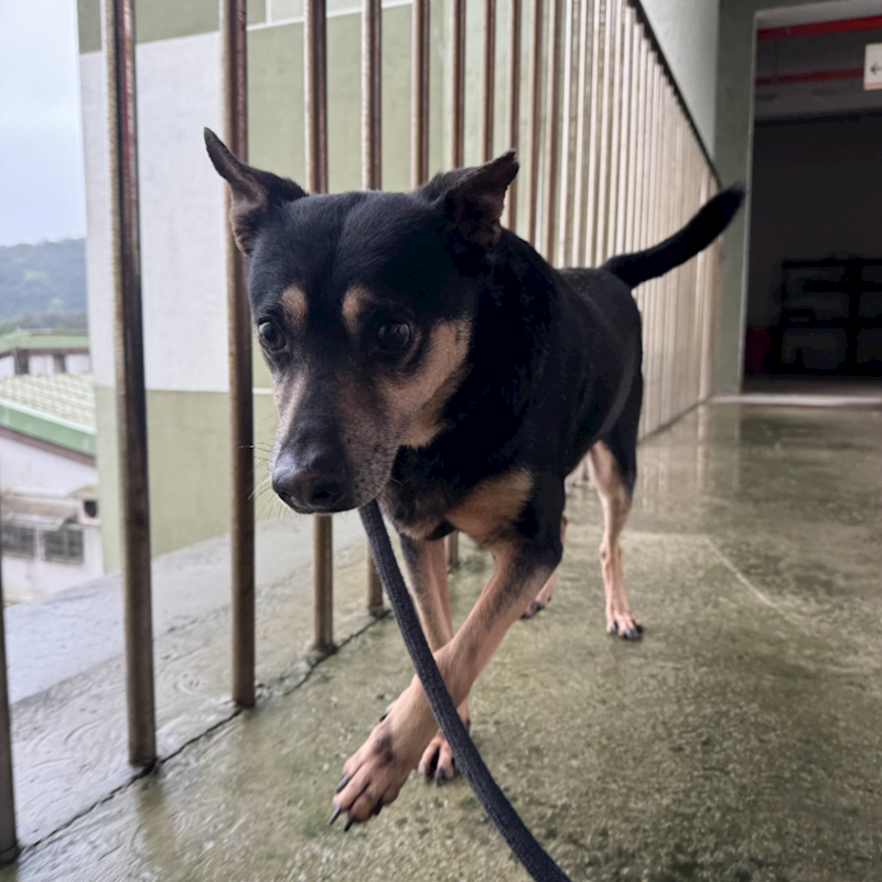 基隆市寵物銀行,編號:134193, 混種犬          