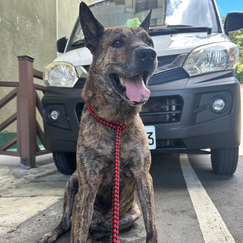 基隆市寵物銀行,編號:365663, 混種犬          