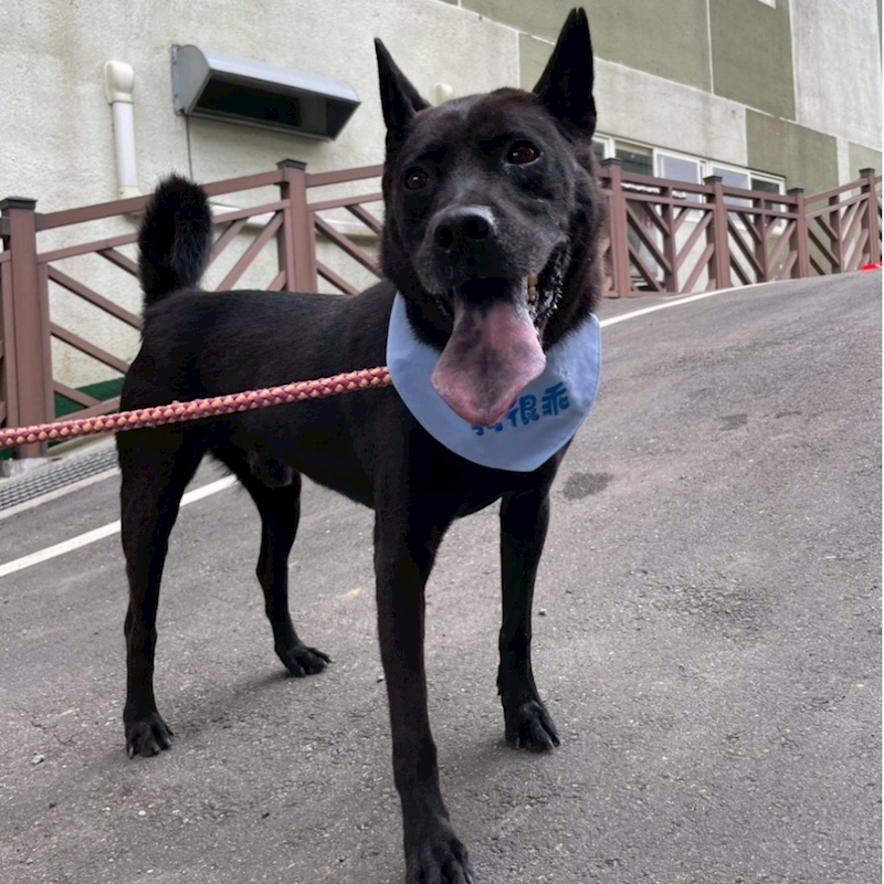 基隆市寵物銀行,編號:205836, 混種犬          