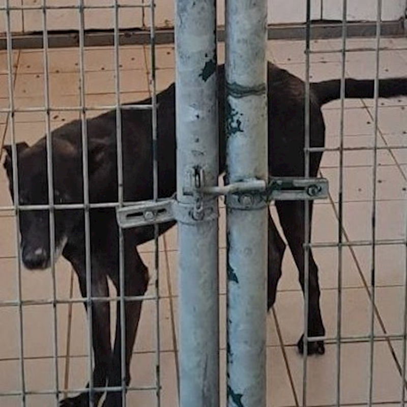 連江縣動物之家,編號:133642, 混種犬          