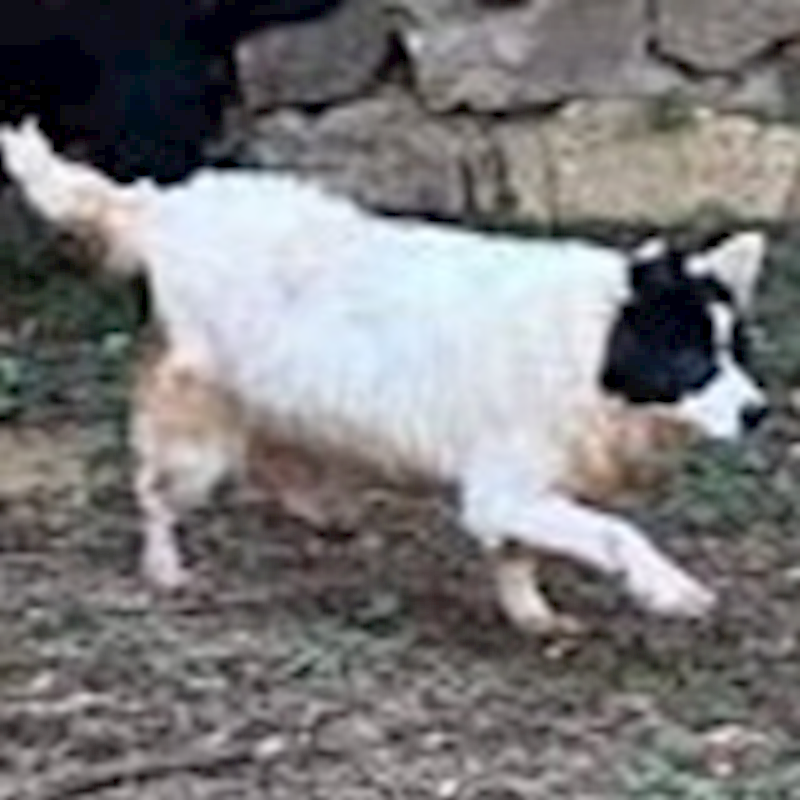 連江縣動物之家,編號:194289, 混種犬          