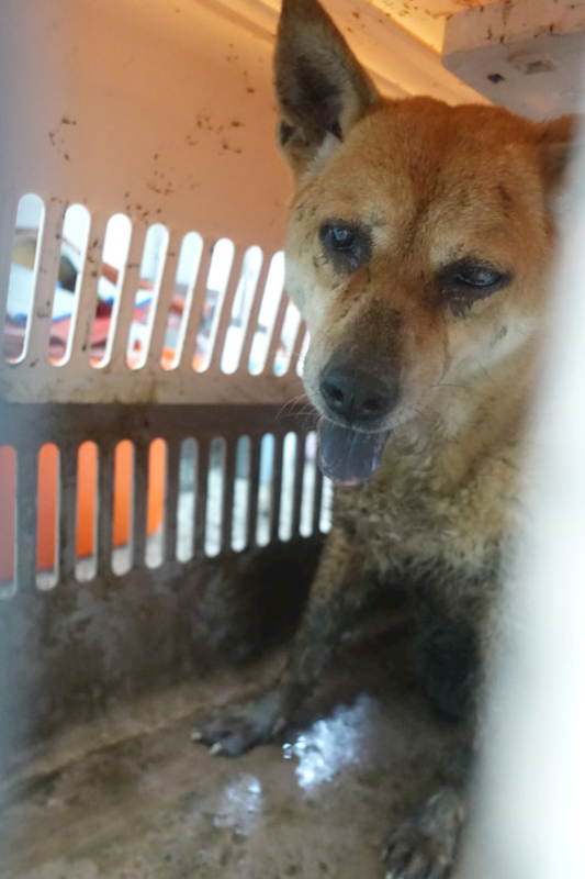 宜蘭縣流浪動物中途之家,編號:449184, 混種犬          