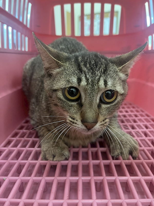 金門縣動物收容中心,編號:449058, 混種貓                 