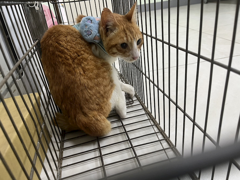 金門縣動物收容中心,編號:449059, 混種貓                 