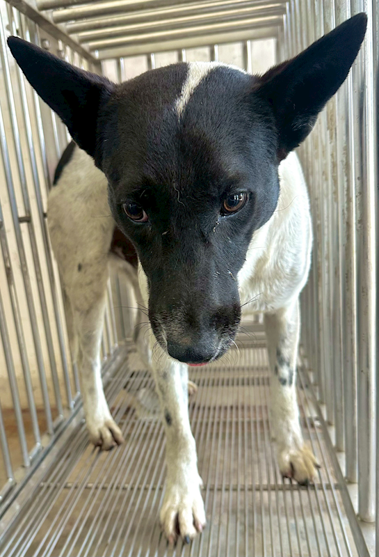 花蓮縣狗貓躍動園區,編號:445394, 混種犬          