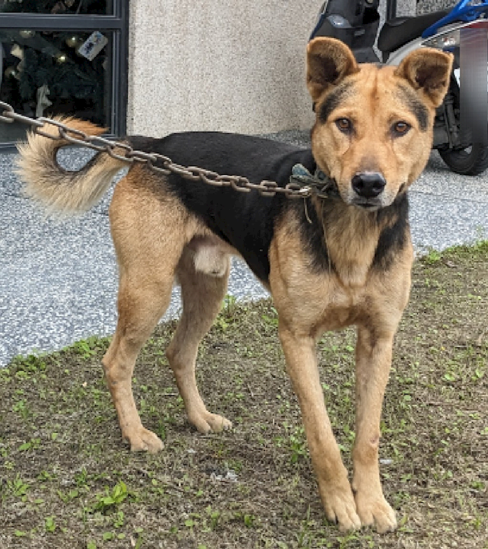 花蓮縣狗貓躍動園區,編號:350191, 混種犬          