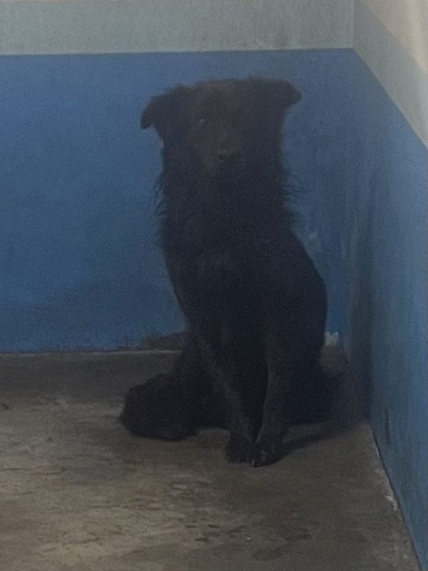 苗栗縣動物保護教育園區,編號:449155, 混種犬          