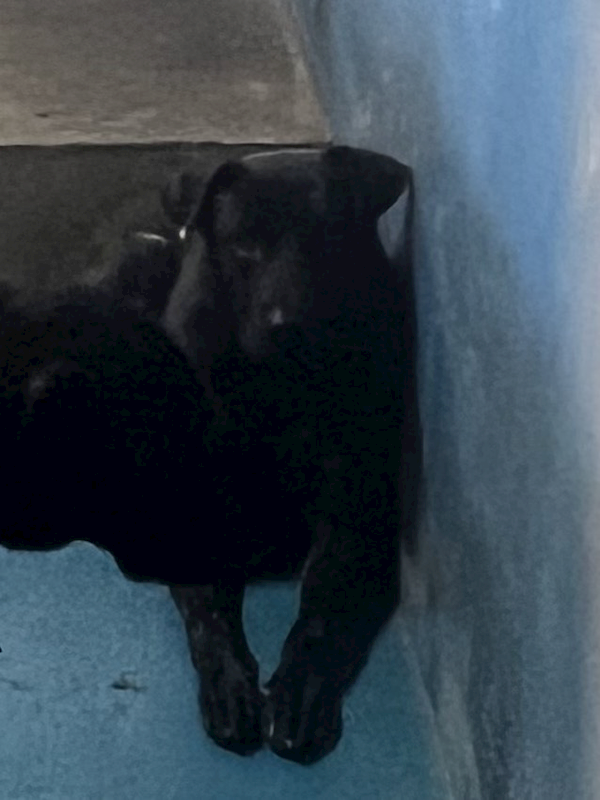 苗栗縣動物保護教育園區,編號:449152, 混種犬          