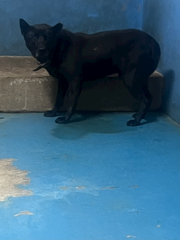 苗栗縣動物保護教育園區,編號:449148, 混種犬          