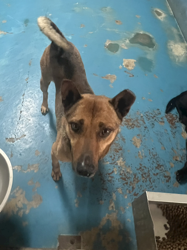 苗栗縣動物保護教育園區,編號:449146, 混種犬          