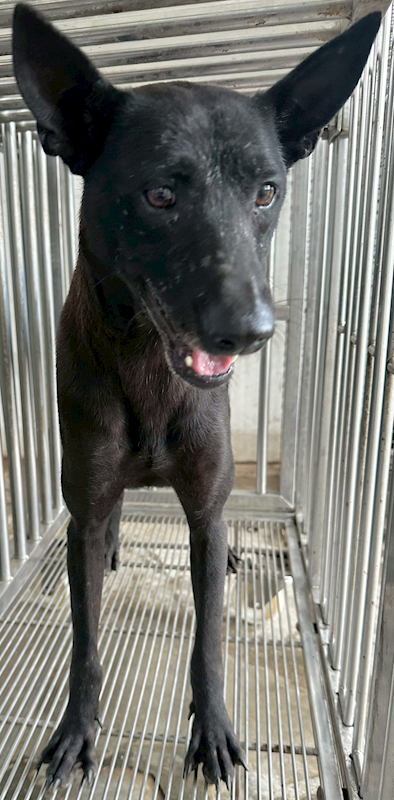 花蓮縣狗貓躍動園區,編號:444390, 混種犬          