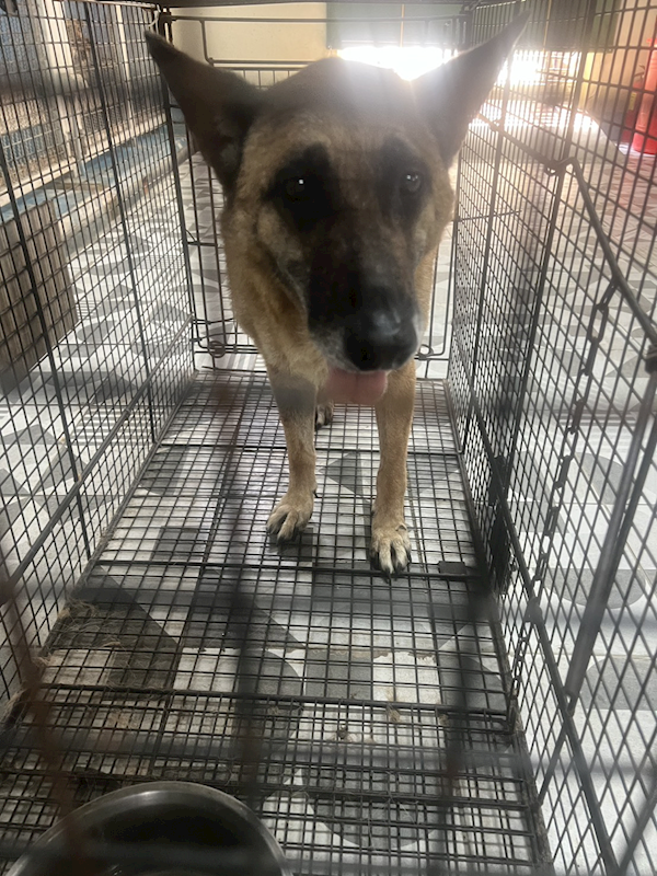 苗栗縣動物保護教育園區,編號:449142, 混種犬          