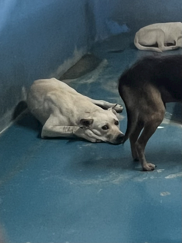 苗栗縣動物保護教育園區,編號:449138, 混種犬          