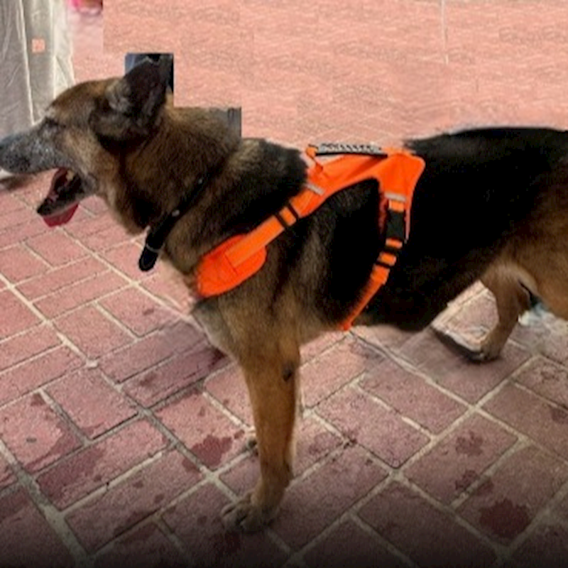 連江縣動物之家,編號:127971, 混種犬          