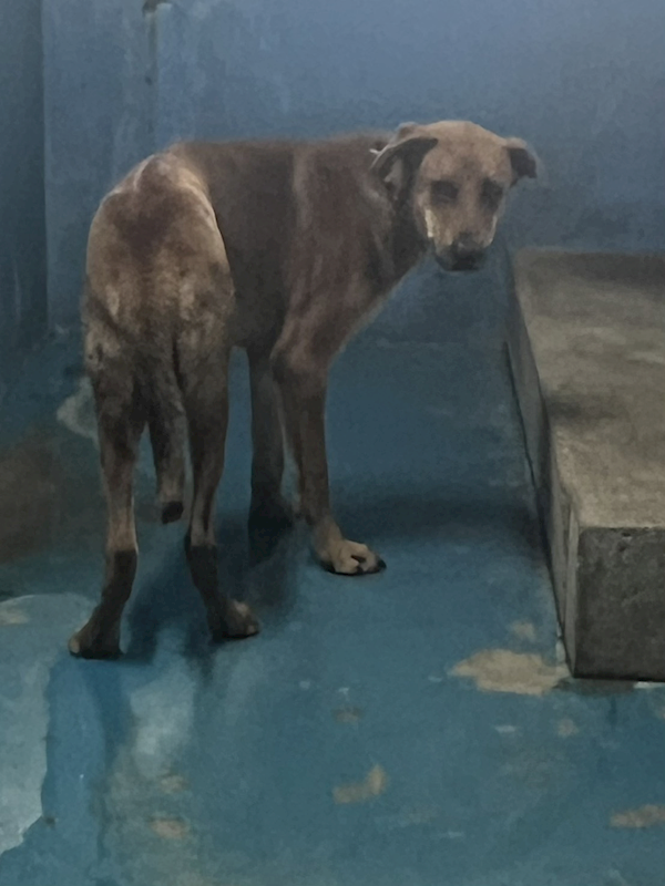 苗栗縣動物保護教育園區,編號:449134, 混種犬          