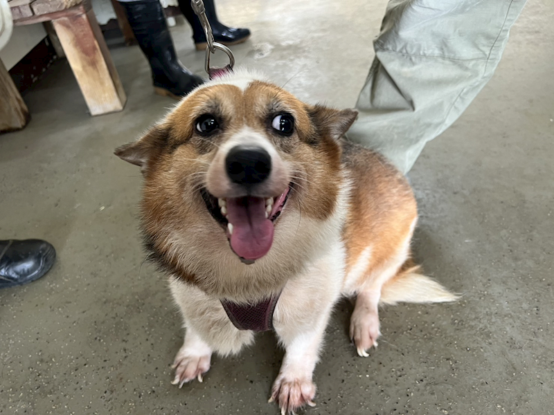 桃園市動物保護教育園區,編號:421770, 威爾斯柯基犬              