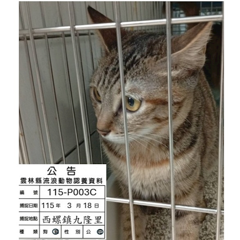 雲林縣流浪動物收容所,編號:446595, 混種貓                 
