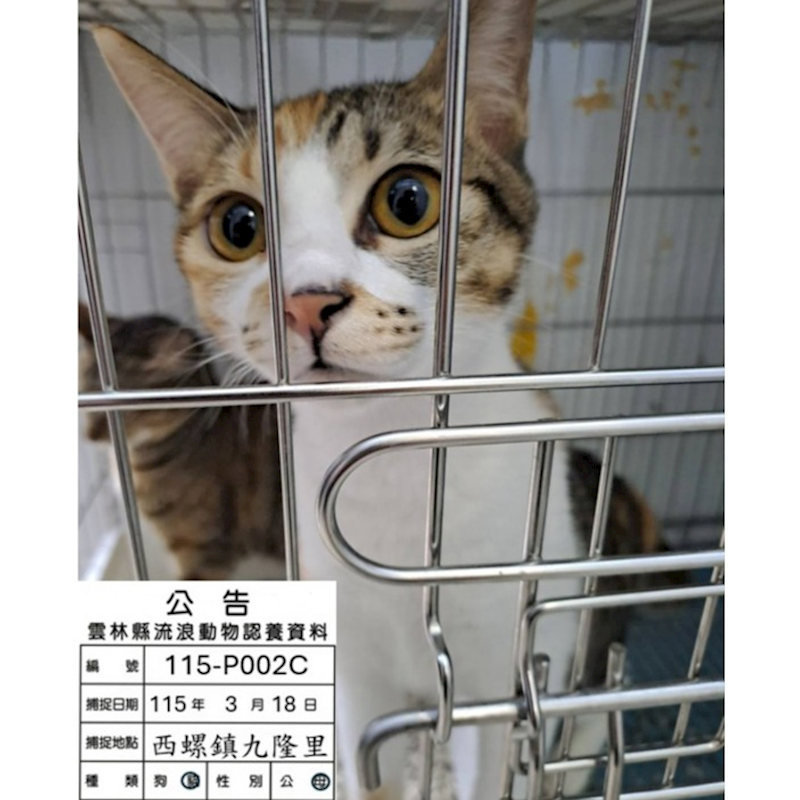 雲林縣流浪動物收容所,編號:446594, 混種貓                 