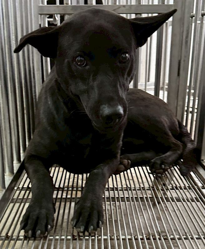 花蓮縣狗貓躍動園區,編號:445310, 混種犬          