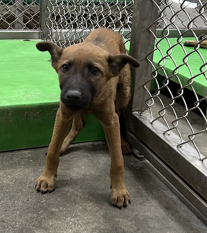 臺東縣動物收容中心,編號:449115, 混種犬          