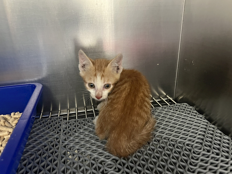 桃園市動物保護教育園區,編號:449105, 混種犬          