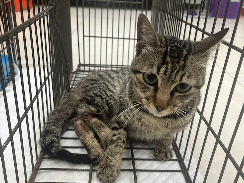 金門縣動物收容中心,編號:449057, 混種貓                 