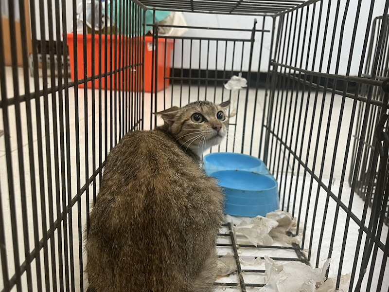 金門縣動物收容中心,編號:449056, 混種貓                 