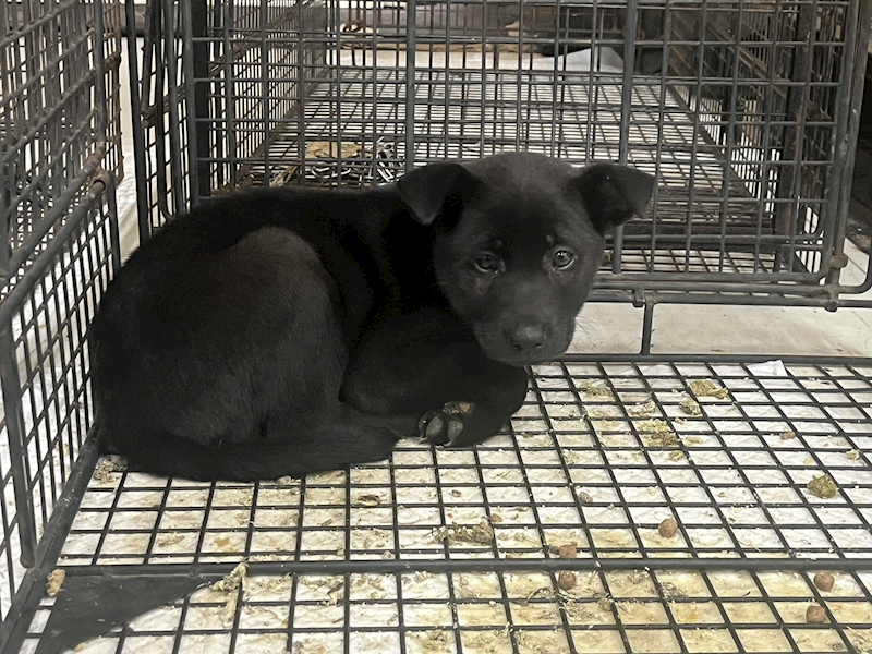 金門縣動物收容中心,編號:449055, 混種犬          